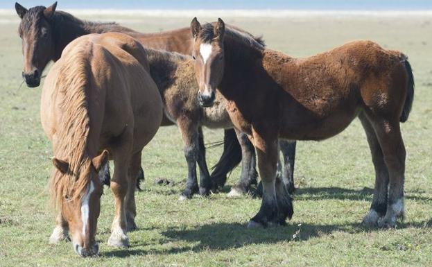 Babia, la capital del caballo hispano-bretón