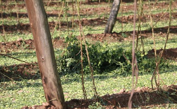 Asaja lamenta la «falta de empatía» de Herrera tras anular su visita al Órbigo