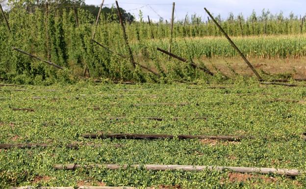 El granizo lleva la «ruina total» al Órbigo y deja afectado el 40% de las plantaciones de lúpulo antes de la recogida