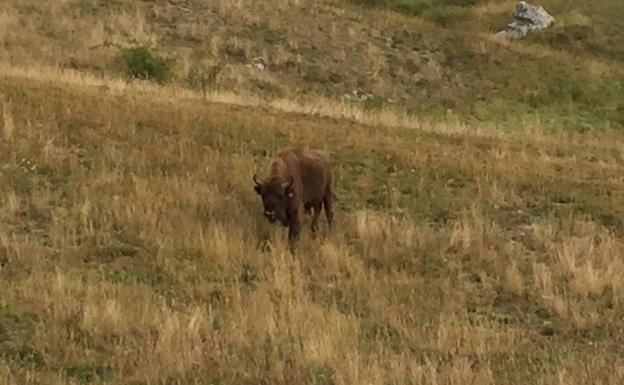 Un bisonte de paseo
