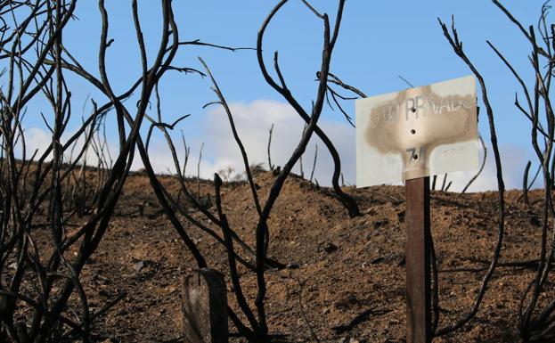 León, de nuevo, entre las grandes víctimas del fuego