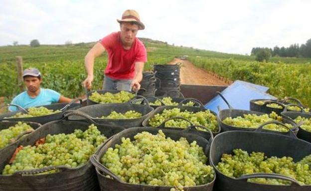 La vendimia de El Bierzo desciende un 20% frente al 30% previsto