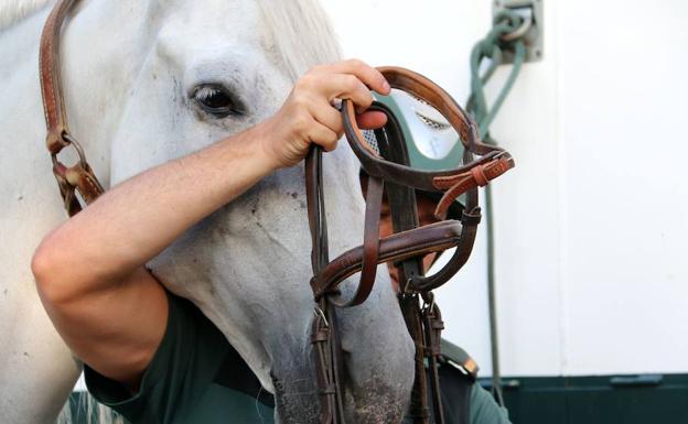 Incentivo, Ilustre, Grey y Herético; a disposición del peregrino