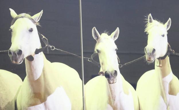 El mejor amigo castrense