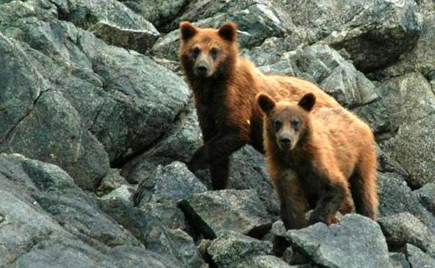 Nace la primera red de intercambio de proyectos vinculados con el oso que engloba a Cordillera Cantábrica y Pirineos