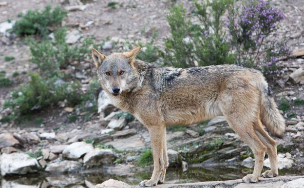 Castilla y León mantendrá su política de gestión del lobo pese a que Asturias permitirá su caza en 3.300 kilómetros cuadrados