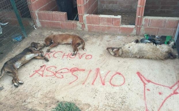 Matan en Valderas a los perros del último lanceador del Toro de la Vega