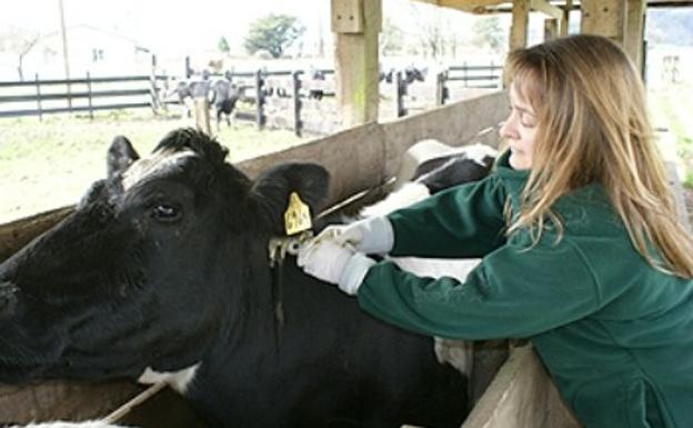 Asaja León pide «vigilar» cambio de protocolos sanidad animal de Cantabria