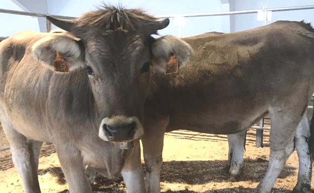 Puebla de Lillo, una tierra con alma ganadera