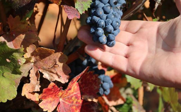Una «catastrófica» vendimia y daños del «cien por cien» en Valdevimbre