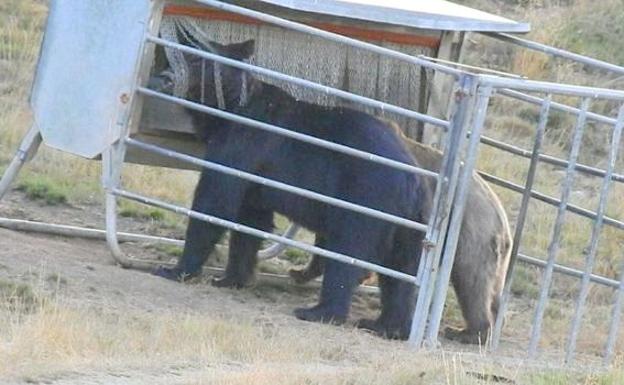 El oso se come el pienso de los ganaderos leoneses