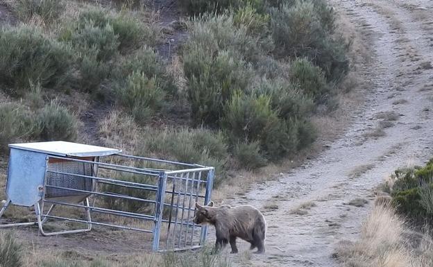 La FOP pide favorecer y catalogar las áreas de robledal de alta producción dentro de los planes de recuperación de los osos