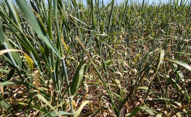 Denuncian un recorte de hasta un 10% en la subvención nacional en los seguros agrarios