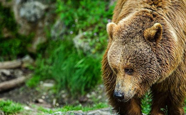 La población de oso pardo se consolida en la Cordillera Cantábrica y alcanza un censo de 107 ejemplares