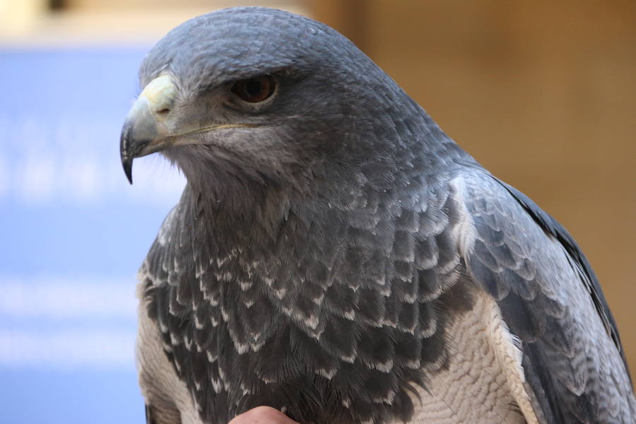Presentación de las jornadas de cetrería