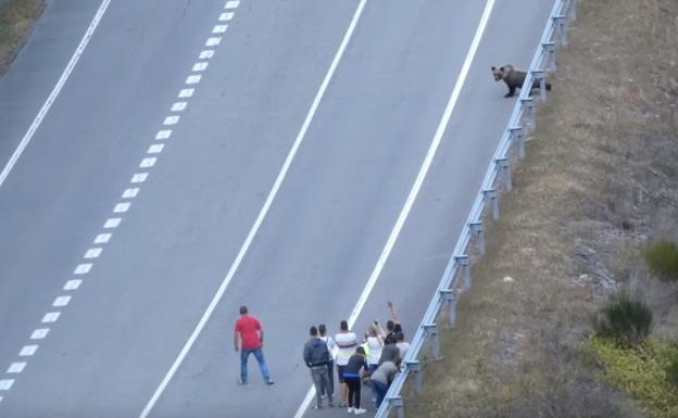 Denuncian el acoso de decenas de turistas a un oso en el Alto Sil