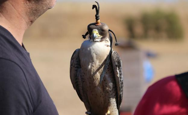 Unas jornadas de 'bajos' vuelos