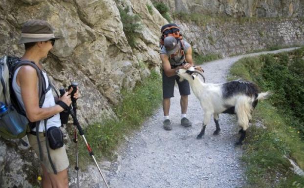 Cabrales solicita la retirada de cabras de la Ruta del Cares