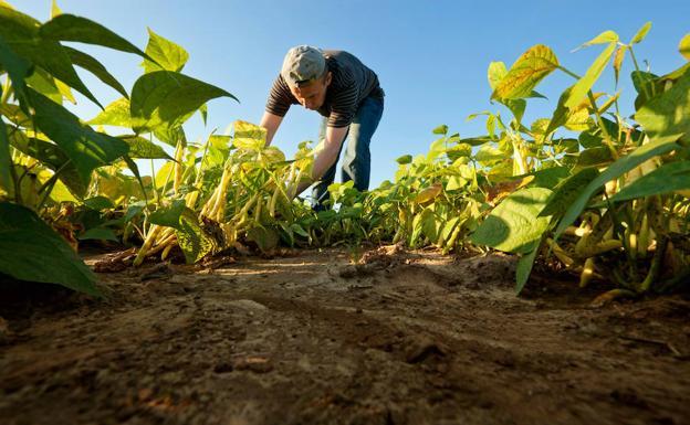 El FEGA transfiere 533,7 millones a Castilla y León para el pago del anticipo de las ayudas directas de la PAC