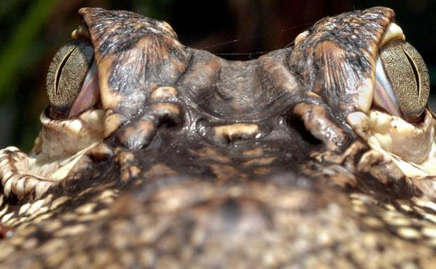 Capturan un centenar de caimanes en el parque Disney de Orlando en un año