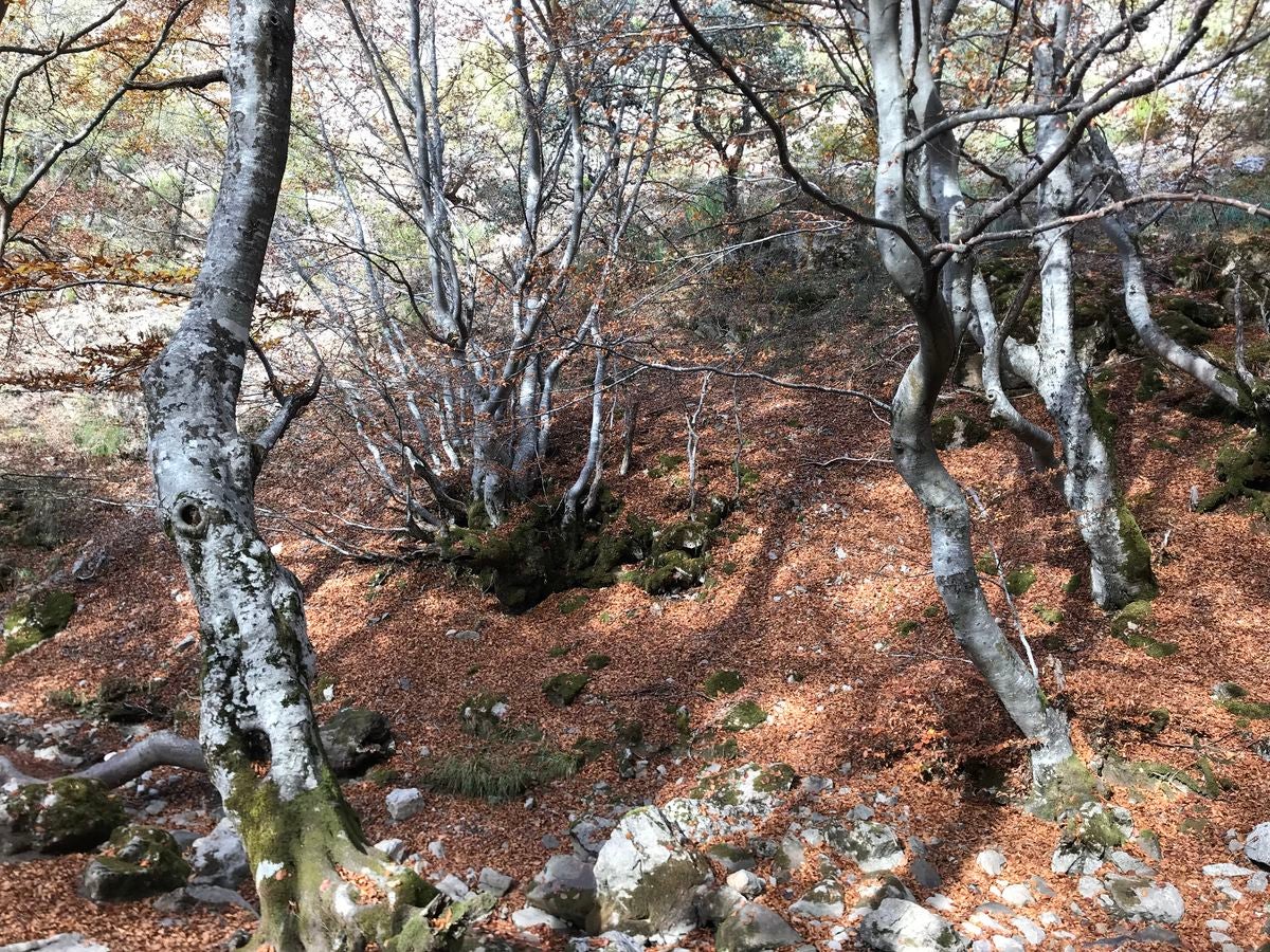 Un bosque con encanto