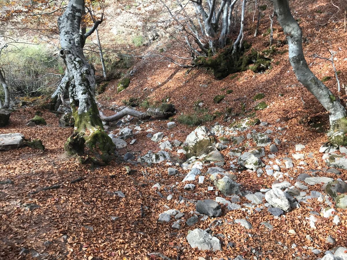 Un bosque con encanto