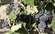 La DO Ribera del Duero cierra la vendimia con 55 millones de kilos de uva de «excelente calidad»