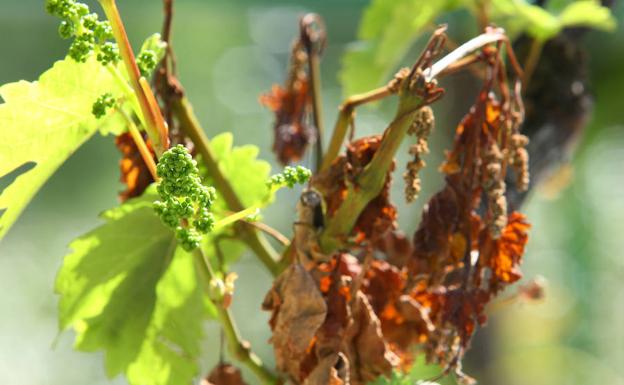 UCCL desconfía de las «promesas» de Agricultura sobre la modificación del seguro de frutales en el Bierzo