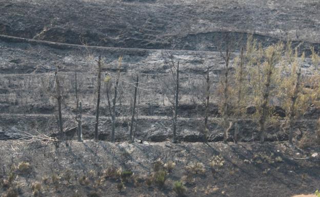 El Gobierno destina un millón de euros para la restauración de las zonas calcinadas por el incendio de La Cabrera