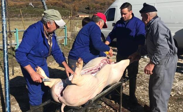 La matanza del gocho como antaño