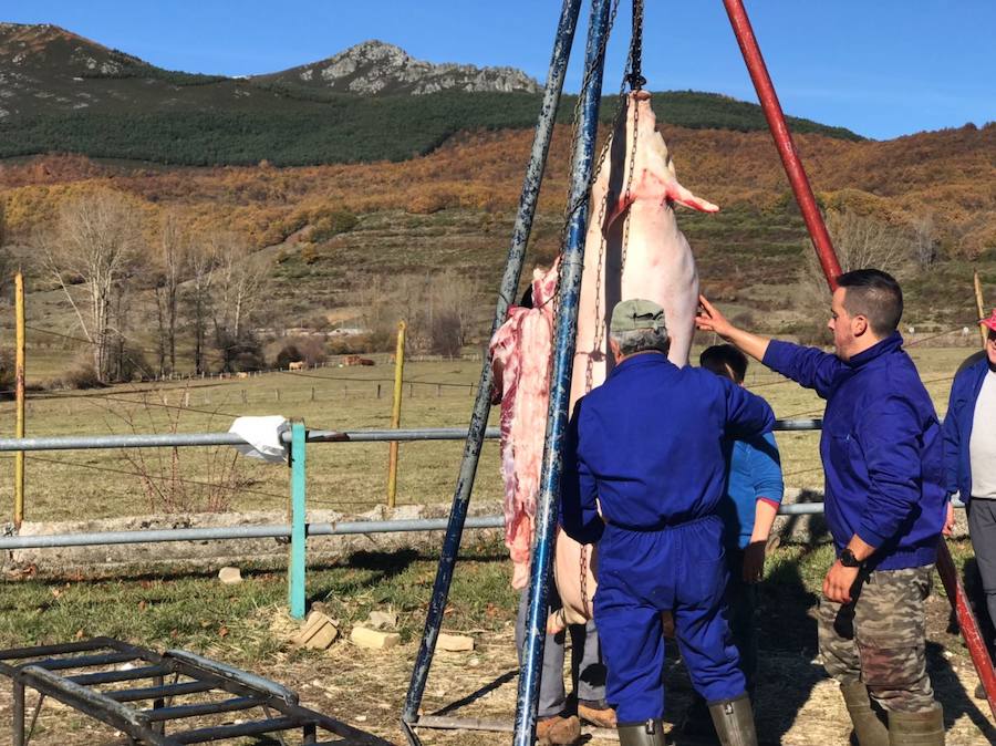 Tradicional matanza del cerdo