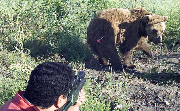 Suárez-Quiñones dice que no haber localizado el oso herido en la Montaña Palentina significa que no tiene una lesión grave