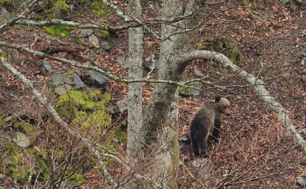 Un dispositivo de búsqueda trata de capturar en Liébana al oso herido en el norte de Palencia