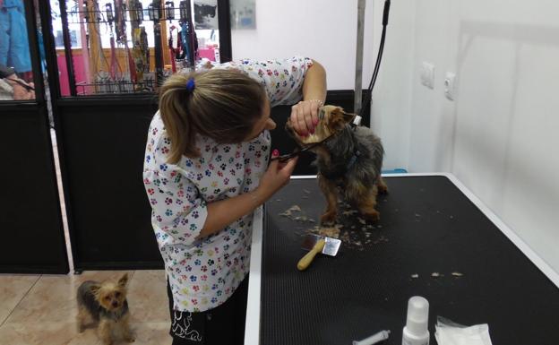 Huellitas ofrece completos baños y corte de pelo para los peludos de la casa