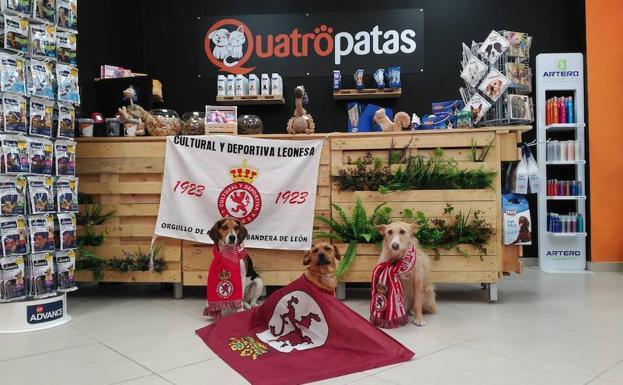 Quatropatas, especialistas en la alimentación de tu mascota