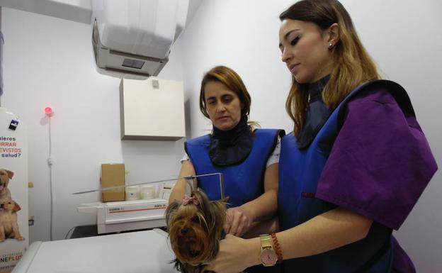 Clinica Veterinaria San Isidoro