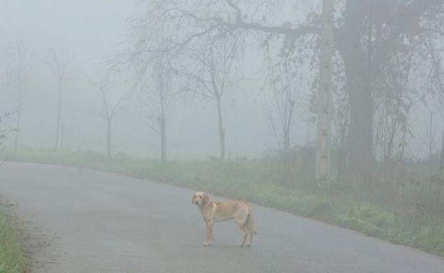 Ribera de la Polvorosa y Santas Martas amanecen con problemas en la circulación por la niebla