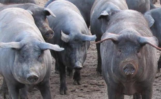 La primera cotización del cerdo ibérico de la campaña marca un precio «histórico»