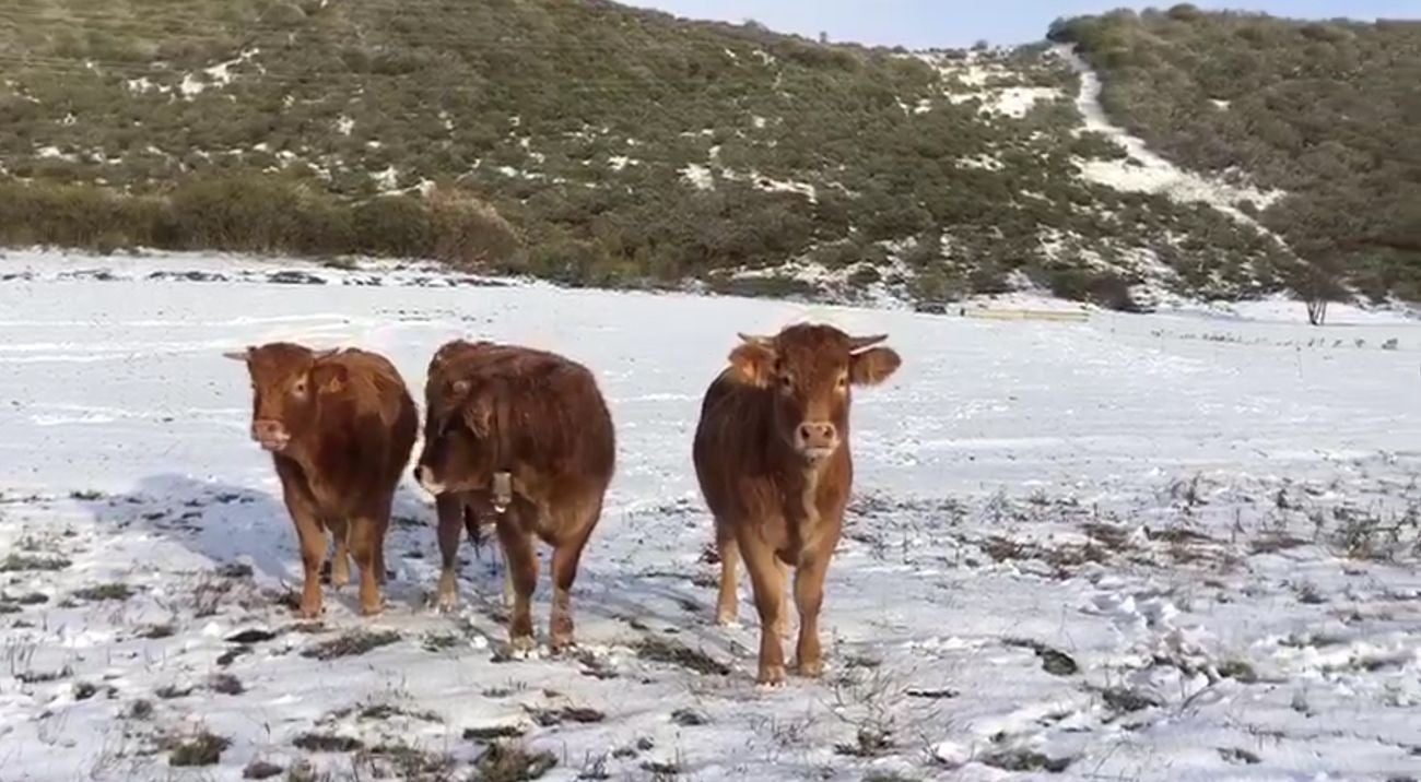 León, en alerta por nevadas