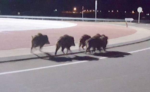 Una manada de jabalíes toma la ‘ronda’ de Carrizo de la Ribera