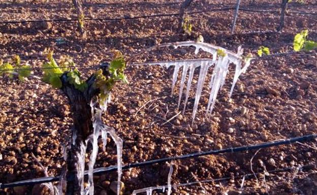 La persistencia de las heladas en la provincia supondría un «desastre» para el cereal y la remolacha