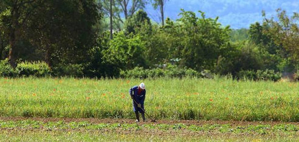 Los agricultores mayores de 65 años cobran cuatro millones más de PAC que los menores de 40