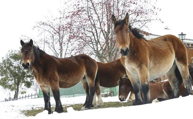 La nieve, protagonista en León