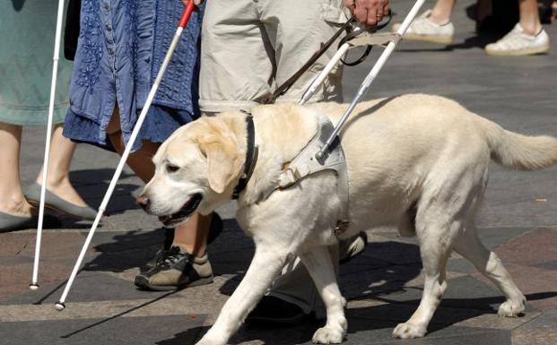 Los perros guía se convertirán en prestación de la Dependencia en Castilla y León