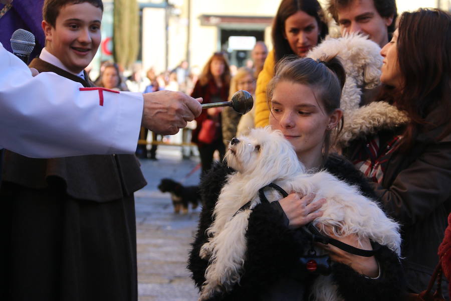 La bendición 'más animal'