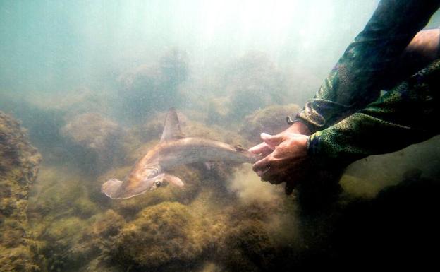 La idílica guardería de tiburones martillo en Galápagos