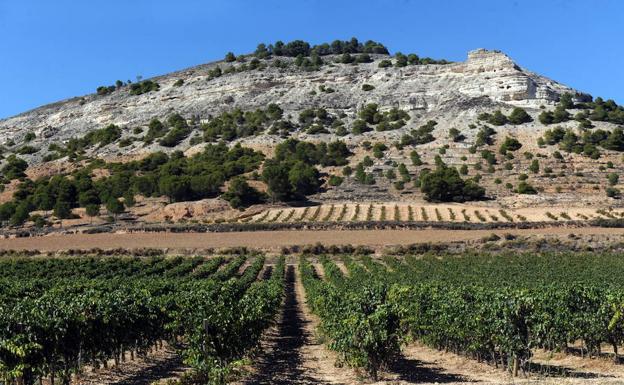 La Consejería de Agricultura limita a 950 hectáreas las nuevas plantaciones en Ribera del Duero