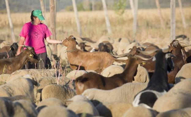 La alianza UPA-COAG pide a la Junta que se oponga a las restricciones en la aplicación de purín y estiércol