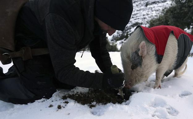 Bulla, la cerdita cazatrufas