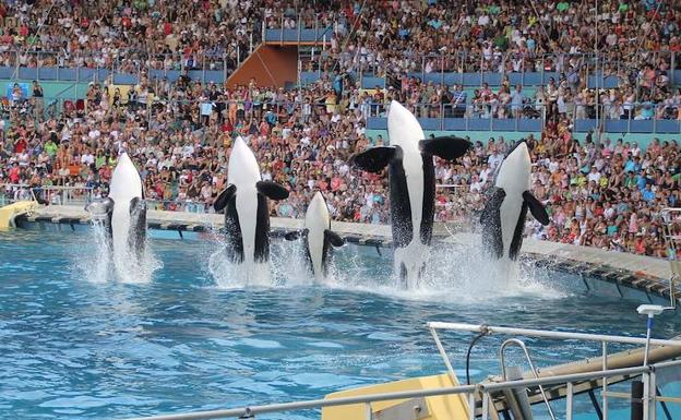 Una orca logra imitar el lenguaje humano y aprende a decir 'hello'